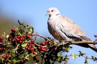 Streptopelia decaocto - Collared dove