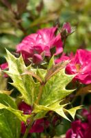 Rosa 'Robin Hood' hybrid musk 1927 close-up plant combination with Osmanthus heterophyllus