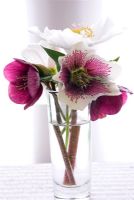 Helleborus orientalis 'Lenten Rose' and 'Harrington Speckled' in glass vase