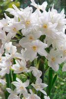 Narcissus 'Paperwhite'
