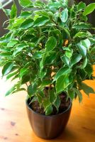 Ficus 'Kinky' - Weeping Fig in pot