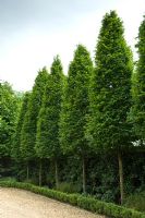 Carpinus - Pencil hornbeams forming hedge - Majestic Trees, Flamstead, St Albans, Herts

