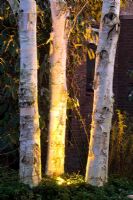Betula - Silver birch trees with uplighters