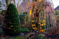Winter lighting on Salix and clipped evergreen 
