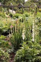 Cottage border of white Digitalis, Sisyrinchium, Iris orienatlis, Cynara and Crambe maritima - Sexby Garden, Peckham Rye Park, London, Heritage Lottery Fund 