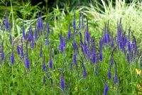 Veronica longifolia