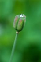 Fritillaria meleagris seed pod with rain drop