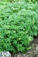 Alchemilla plicatula - Cambridge Botanic Gardens