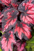 Begonia 'Vesuvius' - Dibleys Nurseries, RHS Hampton Court 2008 