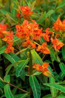 Euphorbia 'Fireglow'