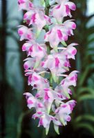 Aerides odorata - Cat's Tail Orchid