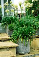 London garden, stone paved terrace with stone paving steps. Paving pattern bisected with diagonal line of small slate pebbles turned on their side. White agapanthus in galvanised decorated containers.