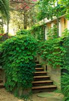 The stairway of this Spanish villa is shrouded in greenery. Bouganvilla provides welcome colour growing over the pergola at the top of the stairs.