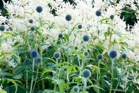 Echinops ritro 'Veitchs Blue' with Persicaria polymorpha