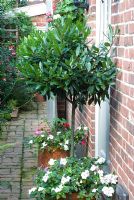 Laurus nobilis - Bay trees in pots underplanted with Impatiens - Busy lizzies outside backdoor 