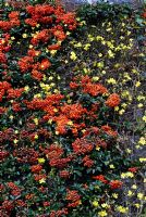 Pyracantha coccinea - Firethorn and Jasminum nudiflorum - Winter Jasmine trained against a wall