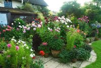 Group of container grown plants including Dahlias, dark purple Perilla and Chrysanthemum carinatum - Hilltop, Stour Provost, Dorset