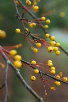 Malus halliana trilobata