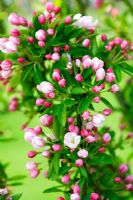 Malus 'Adirondack' - Crabapple  blossom