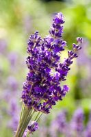 Cutting lavender - Bunch of Lavandula 'Munstead'