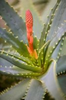 Aloe Vera with flower bud