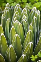 Agave victoriae-reginae - Queen Victoria's agave