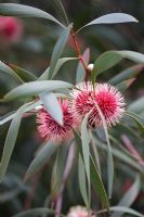 Eucalyptus flower from Australia 