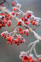 Cotoneaster with frost