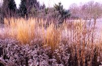 Eryngium giganteum 'Silver Ghost', Calamagrostis x acutiflora 'Karl Foerster' and Phlomis tuberosa 'Adoration' in the Piet Oudolf borders covered in winter frost - RHS Wisley, Surrey 