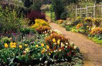 Tulips tulipa 'Golden Melody', Tulipa 'Spring Green' with golden Philadelphus in the entrance borders with gravel path and view through to wrought iron gates - Parham, Sussex