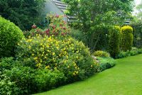 Hypericum 'Hidcote' and Rosa 'Grootendorst' in mixed border beside lawn - Cerne Abbas, Dorset