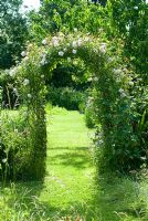 Rosa 'New Dawn' trained over arch in country garden - Cerne Abbas, Dorset