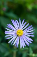 Aster frikartii 'Monch'