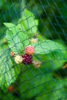 Raspberries under netting to protect fruit from birds