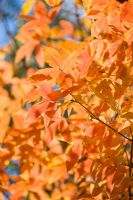 Acer triflorum - Autumn colour