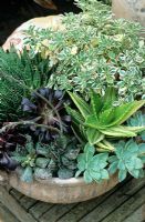Contrasting succulents growing in a terracotta pan from Kos. Andromiscus cooperi, Aeonium 'Zwartkop', variegated Aloe, Aichryson x domesticum 'Variegatum', Graptopetalum paraguayense and Aloe aristata 
