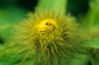 Inula hookeri flower bud