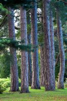 Pine trees - Brodsworth Hall, Yorkshire