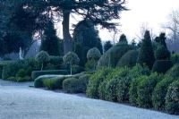 Topiary border with frost - Brodsworth Hall, Yorkshire