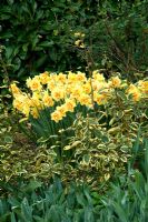 Cottage garden border planted with 'Narcissus Tahiti'