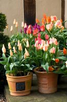 Terracotta spring containers beside the cottage garden door planted with tulips including Tulipa 'Fur Elise'