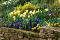 Cottage garden border in spring with stone wall, blue pansies and Tulipa 'Sweetheart'.