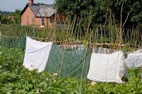 Phaseolus coccineus - Runner beans covered with sheets and curtains for frost protection 