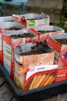 Sowing carrots into old milk cartons
