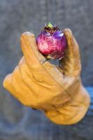 Sprouting Hyacinthus bulb held by gardener in leather gloves