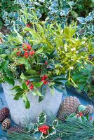 Christmas foliage in metal bucket - holly, mistletoe, ivy with pine and cones