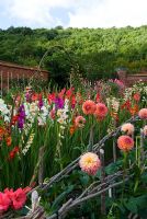 Dahlias and Gladiolus in rows for cutting