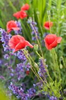 Papaver rhoeas and Nepeta - Field poppies and catmint