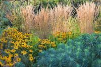 Calamagrostis x acutiflora 'Karl Foerster' Rudbeckia hirta, Euphorbia characias subsp wulfenii and Salix hedge in background - Slottstradgarden, Sweden 