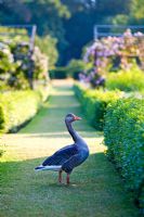 Goose in vegetable garden - Slottsträdgården, Sweden